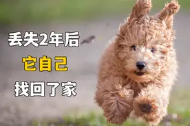 狗狗丢失2年后，自己找回了家视频封面