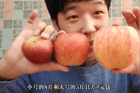 新疆阿克苏冰糖心苹果好吃还是大凉山丑苹果好吃？甘肃花牛太平淡视频封面