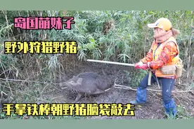 岛国妹子荒野狩猎野猪  萌妹子手拿铁棒 朝'二师兄"脑袋上敲去视频封面