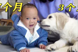 小金毛超喜欢小宝宝，这热情无敌了！视频封面