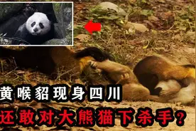 “顶级食肉兽”黄喉貂现身四川，捕杀野猪猕猴，还敢攻击大熊猫？视频封面