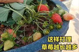 楼顶种草莓这样打理，苗越长越多，果也越长越多越长越大个视频封面