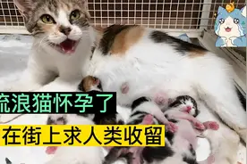 母猫即将分娩，路上喵喵叫求助，被收留后高兴的流泪