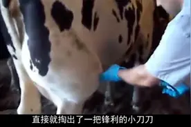 奶牛后腿肿起一个大脓包，男人检查后，直接就是一刀扎去！视频封面