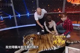 传承者：侯佩岑近距离接触老虎，都说老虎屁股摸不得，侯佩岑摸了视频封面