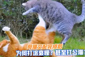 母猫交配完成后，为何在地上打滚哀嚎？甚至转头暴打公猫？视频封面