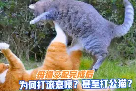 母猫交配完成后，为何在地上打滚哀嚎？甚至转头暴打公猫？视频封面