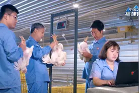 福建小山沟里的养鸡场，如何做成中国白羽肉鸡产业第一？视频封面