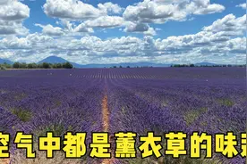 打卡法国普罗旺斯薰衣草,许多大片都在这里拍摄,无滤镜纯美实拍视频封面