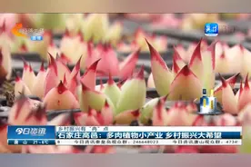 石家庄高邑：多肉植物小产业，乡村振兴大希望视频封面