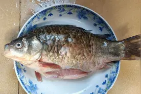 清蒸鲫鱼家常做法,做法简单，吃起来肉质细腻鲜嫩 ，不老不腥视频封面