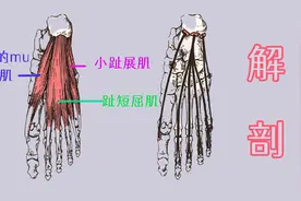 解剖 拇展肌 趾短屈肌 小趾展肌视频封面