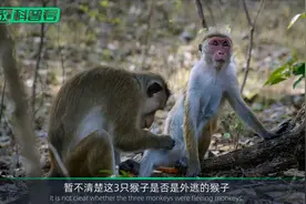 4只实验用猴外逃，凭啥让美国如临大敌，背后究竟有什么秘密？视频封面