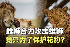 雌狮对雄狮大打出手，竟是为了保护豹子？视频封面