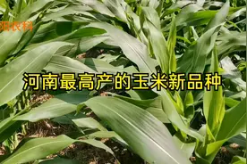 河南这几个玉米新品种产量最高，平均亩产均超过1600斤视频封面