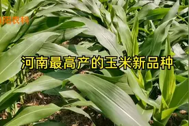 河南这几个玉米新品种产量最高，平均亩产均超过1600斤视频封面