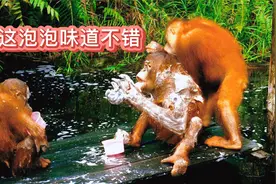 红毛猩猩在救助中心洗泡泡浴用纸尿裤，奶喝一瓶倒一瓶还学会接吻视频封面