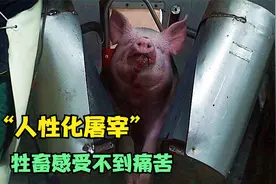 人性化现代屠宰厂，一天屠宰上万头牲畜，动物没有过多痛苦的离去视频封面