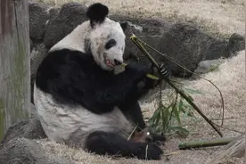 最新！孟菲斯动物园回应丫丫回国进展：已提交申请等待美政府审批