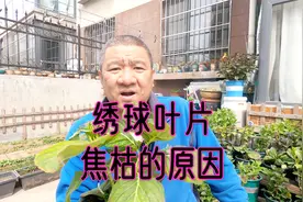 绣球花叶片“焦枯”在不同位置，引起原因也不同！园艺经验分享视频封面