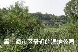 上海离市区最近的湿地公园，生态环境很不错，你知道在哪吗视频封面