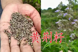 农村常见的黄荆籽，它的这些好处，有多少人了解呢？快看了解更多视频封面