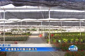“花卉+”产业激发乡村振兴新活力视频封面