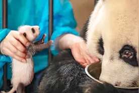 旺仔牛奶是真的，每喝一次就忘一个崽，变成国宝不是没有道理的