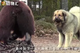 狗子散步遇到黑熊，豁出命去保护主人，最后的举动太感人视频封面