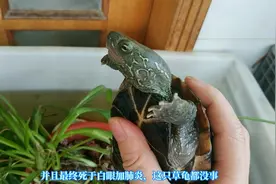 巴西龟白眼病怎么治？乌龟眼皮发白眼睛肿的原因，征兆判断与防治视频封面