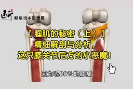 【腘肌的秘密（上）】精细解剖与分析，这只膝关节后方的小恶魔！视频封面