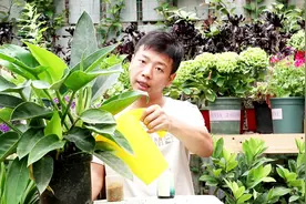 养金钻只需做好这“几点”，新叶大又亮，再也不用担心不长黄叶了