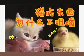 猫吃东西为什么不咀嚼？