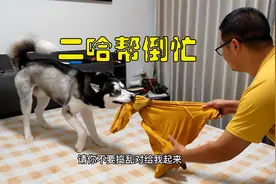 主人在干活，二哈却跑过来疯狂帮倒忙，看完笑得我肺疼视频封面