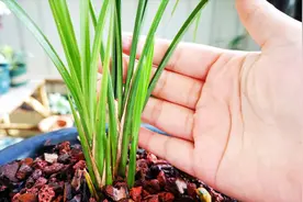 给兰花用阿司匹林促根，没做好这几点，用了也白用视频封面