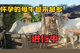 母牛刚配婚三天又发情，今天给两头牛配种，这场面太滑稽了