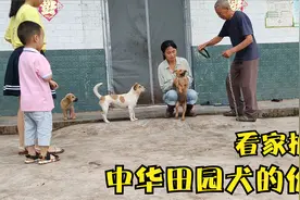 农村的“土狗”和城里的狗差别很大，它能终其一生给主人看家护院视频封面