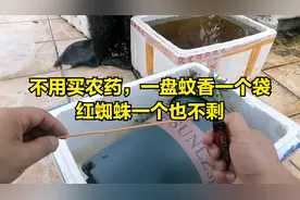 不用买农药，一盘蚊香一个袋，红蜘蛛一个也不剩，简单又有效