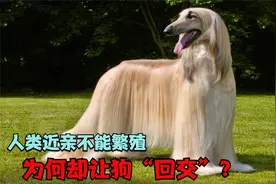 人类近亲不能繁殖，为何却让狗“回交”？这不违反伦理道德吗？视频封面