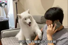 大白狗已经3岁了，还当自己是奶狗，主人：感觉多了个女儿视频封面