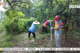 广州从化：千足虫泛滥村民受惊 街道办多次组织消杀视频封面