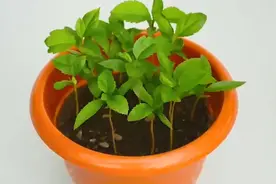 吃完的苹果籽不要扔，教你苹果种子种植方法，培育苹果苗视频封面