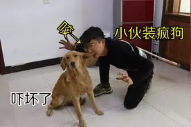 为改掉金毛拆家的毛病，小伙装疯狗吓唬它咬它，金毛会是啥反应？视频封面