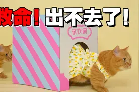 猫猫变装，但无限循环版视频封面