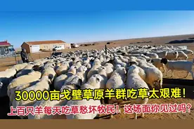 30000亩戈壁草原羊群吃草太艰难！上百只羊每天吃草愁坏牧民！视频封面