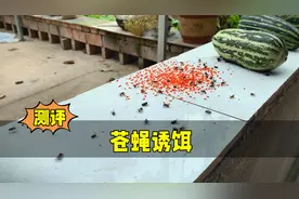 家中苍蝇太多怎么办？测评一块钱一包的杀蝇饵剂，效果怎么样！视频封面