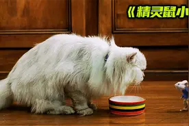 现实版猫和老鼠，老鼠杰瑞被人类夫妻领养，竟还成了汤姆猫的主人视频封面