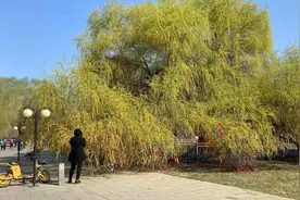 沈阳名树，盛京龙柳二号，嫩绿的老柳树视频封面