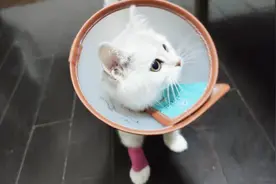银渐层小猫生病了,戴个伊丽莎白圈好可怜视频封面