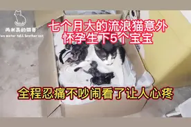 七个月大的流浪猫意外怀孕生下五个宝宝，全程忍痛不吵闹让人心疼视频封面